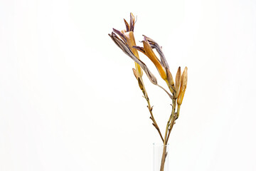 Withered lily flower, close up. Beautiful dried flowers  against light background. 