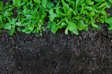 Fresh green lettuce leaves in garden. Ecological, organic planted on field. Healthy organic food concept. Copy space, top view, horizontal image