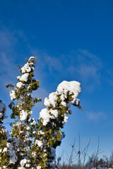 Evergreen thuja in winter with snow cover