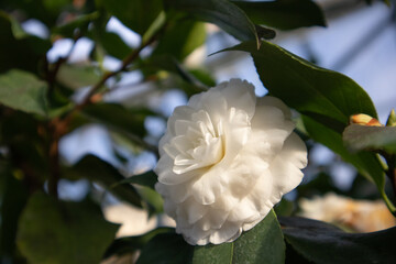 White camellia Japanese also known as common camellia open flower bud on green background with copy space. A flowering bush in full bloom in spring botanical garden. Tender petals. Floral background.
