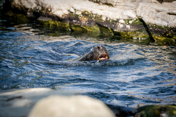 Der Tiergarten Schönbrunn im Park des Schlosses Schönbrunn im 13. Wiener Gemeindebezirk Hietzing wurde 1752 von den Habsburgern gegründet und ist der älteste noch bestehende Zoo der Welt. Direktor des