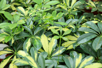 Schefflera plants in the garden under the sun