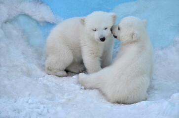 polar bear cub
