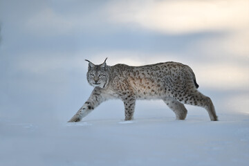 Eurasian lynx walking, in winter snow forest Sumava National Park Kvilda