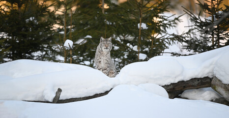 Eurasian lynx in winter snow forest Sumava National Park Kvilda at sunset © PetrDolejsek
