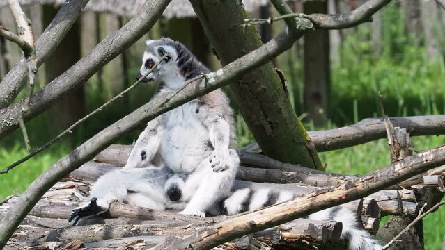 Lemur catta monkey. The ring-tailed lemur (Lemur catta)