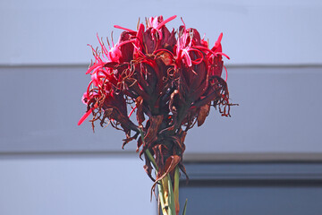 Close up of a Gymea lily in flower outside an apartment building. Doryanthes excelsa