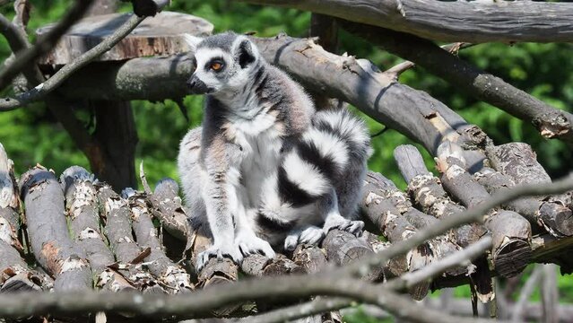 Lemur catta monkey. The ring-tailed lemur (Lemur catta)