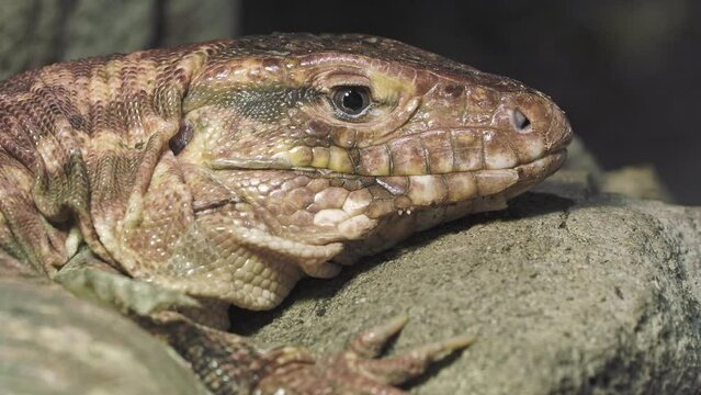 Close-up of a red tegu lizard, Tupinambis rufescens. Reptile, wildlife and animal concept.