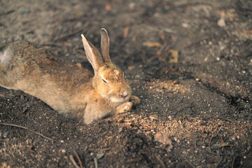 rabbit ウサギ　