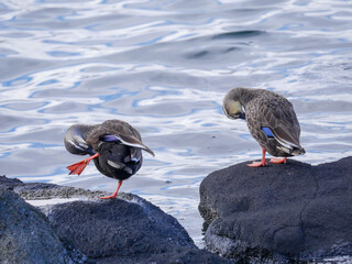 カルガモ3　羽づくろい
