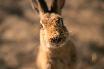 rabbit ウサギ　
