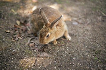ウサギ　rabbit
