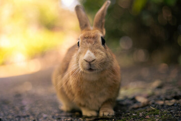 rabbit ウサギ　