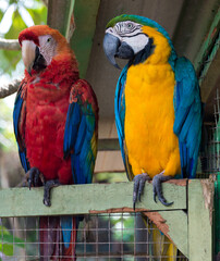 Les Aras de Guyane.