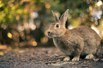 rabbit ウサギ　