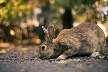 rabbit ウサギ　