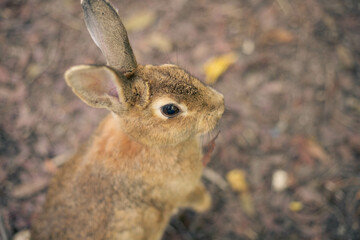 rabbit ウサギ　