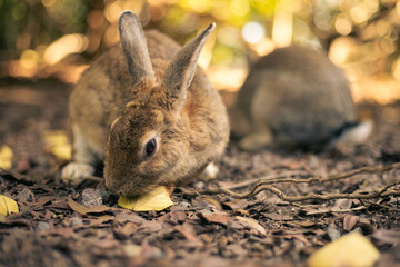 rabbit ウサギ　