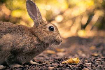 rabbit ウサギ　