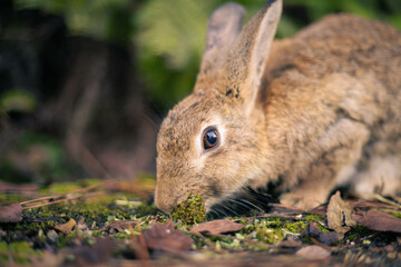 rabbit ウサギ　