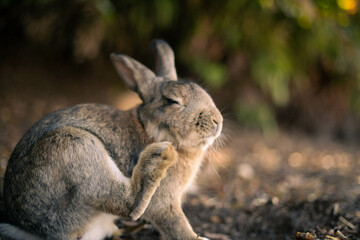 rabbit ウサギ　