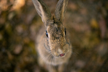 rabbit ウサギ　