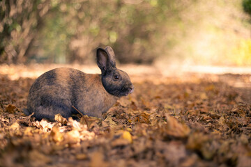 rabbit ウサギ　