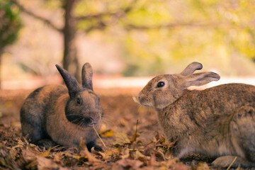 ウサギ　rabbit
