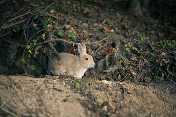 rabbit ウサギ　