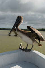 close up of a pelikan sitting on the front side of a boat, with the sea on the background
