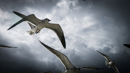 Obraz premium seagulls flying in the blue cloudy sky with sunbeems 