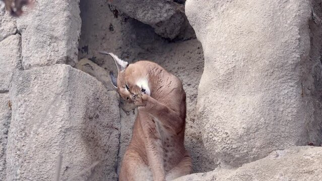Desert cats Caracal or African lynx in winter