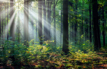 Beautiful sunny morning in the green forest