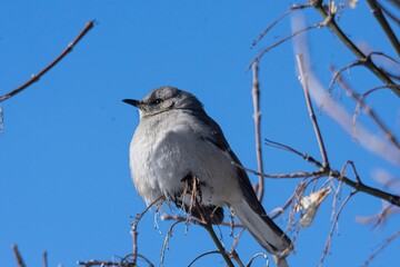 bird on a branch