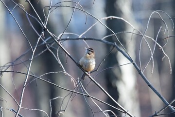 sparrow on a branch