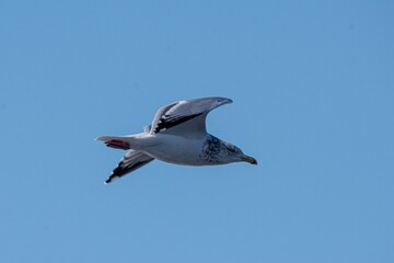 seagull in flight