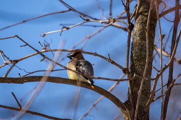 blackbird on a branch