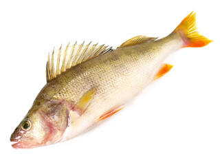 Flussbarsch ganz - Freigestellt