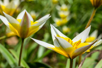 Yellow and White Tulip Tarda blossoming in garden on natural background