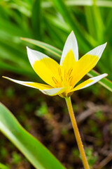 Yellow and White Tulip Tarda blossoming in garden on natural background