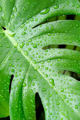 Many raindrops on surface of green jungle monstera leaf in vertical frame
