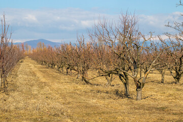Apple tree plantation, garden of the apple
