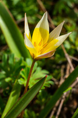 Yellow and White Tulip Tarda blossoming in garden on natural background