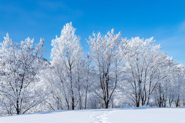 北海道の冬の風景　富良野市の樹氷