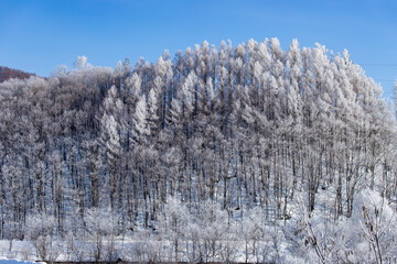 北海道の冬の風景　富良野市の樹氷