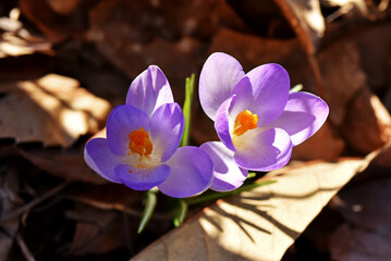 Crocus