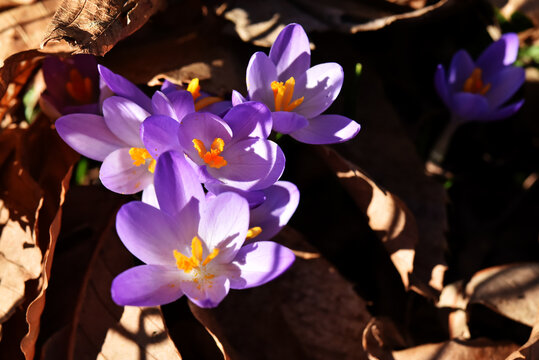 Crocus