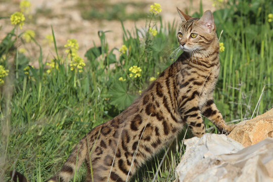 bangal cat on the white background. High quality photo
