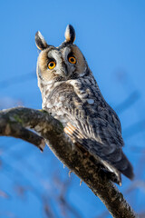 Asio otus